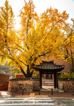Large golden ginkgo tree at traditional Korean gate in autumn