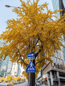 Autumn ginkgo tree with street signs in Seoul