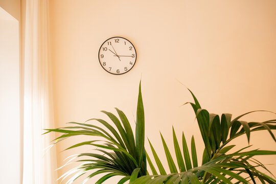 Clock on Wall With Palm Plant in a Bright Room