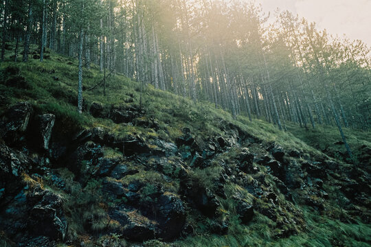 Rocky forest hillside in Tara National Park