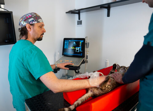 Veterinarian examines cat with ultrasound machine