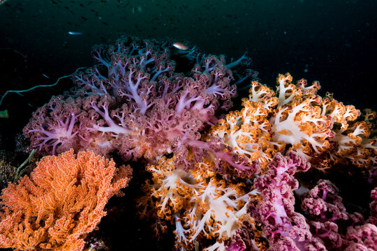 Colorful soft corals
