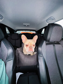 French bulldog sitting in pet car seat in back seat