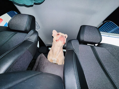 French bulldog looking up from car seat in back seat