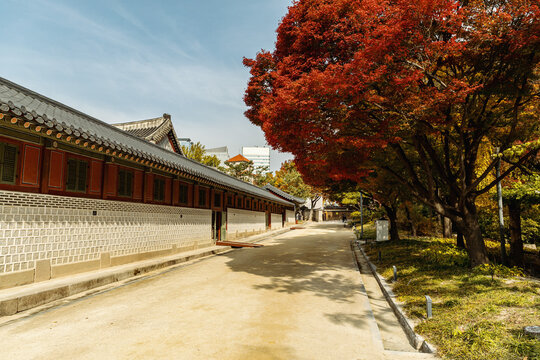 Palace walkway with red autumn tree in Seoul