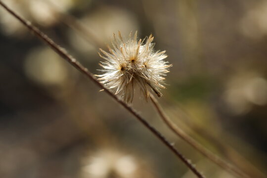 dry flower seed head.