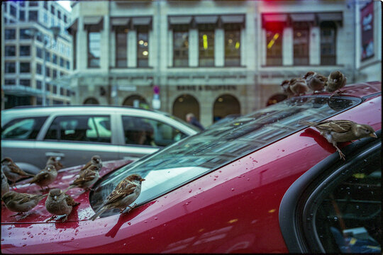 Small group of birds in the city