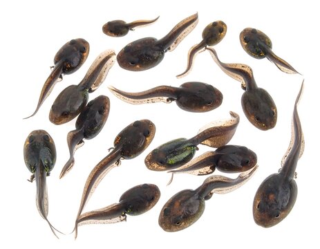 A group of small aquatic tadpoles with oval bodies and long tails
