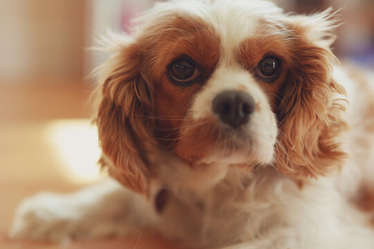 King Charles Cavalier Relaxes 
