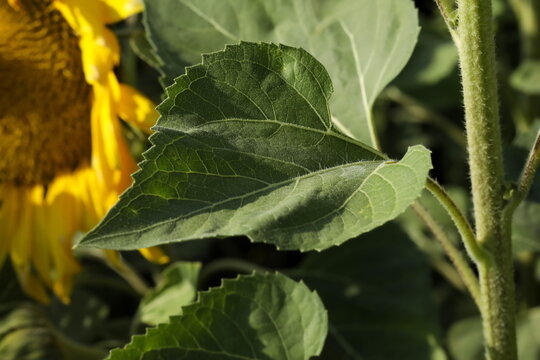 Closeup of green leaf.