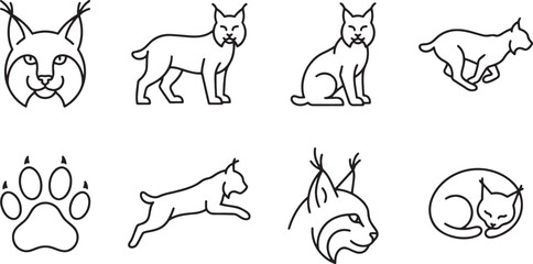 Lynx wild cat poses and footprints © HM