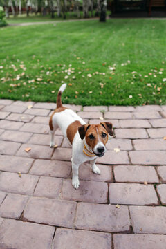Joyful Dog Exploring the Garden on a Sunny Afternoon