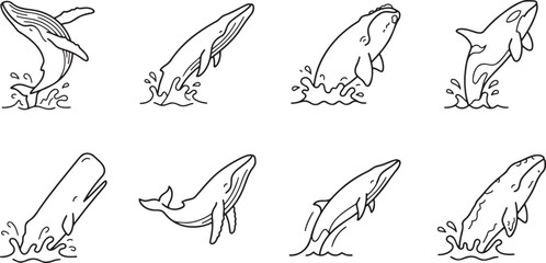 Fototapeta premium Whales jumping and breaching from ocean water