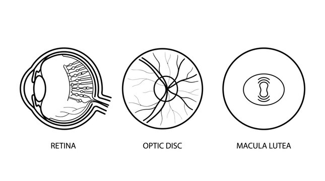 Anatomical diagram showing the human eye retina optic disc and macula lutea structures.
