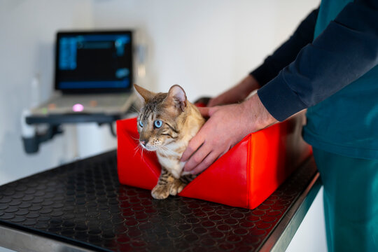 Vet examines a cat in a clinic setting