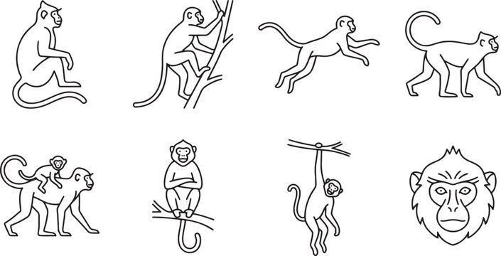 Monkeys and primates climbing and playing
