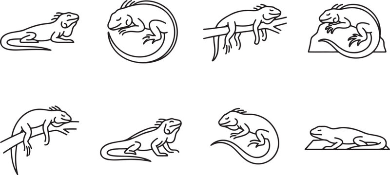 Collection of realistic iguana and lizard poses