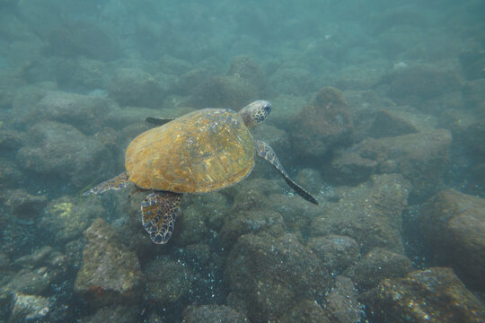 Green Sea Turtle