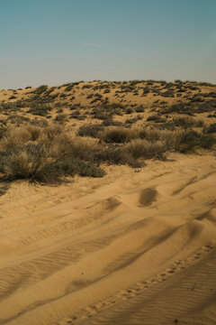 Desert shrubs and sand tracks in midday light