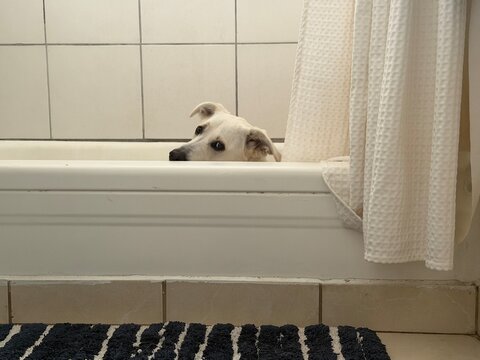 White dog in bath tub looking at camera