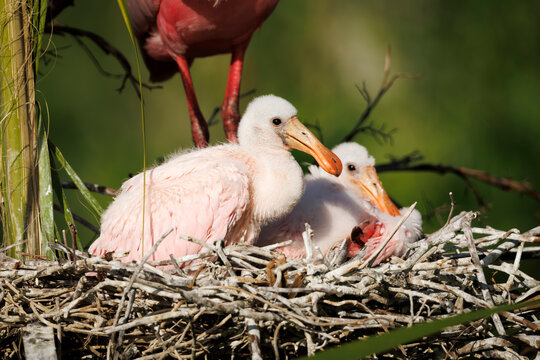 Spoonbill Chicks