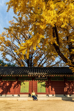 Person sitting under ginkgo tree at Korean palace