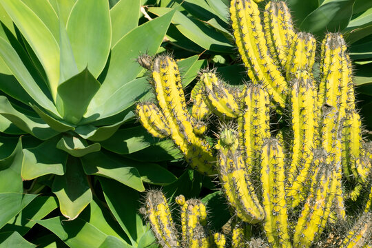 Agave plant and yellow cactus closeup