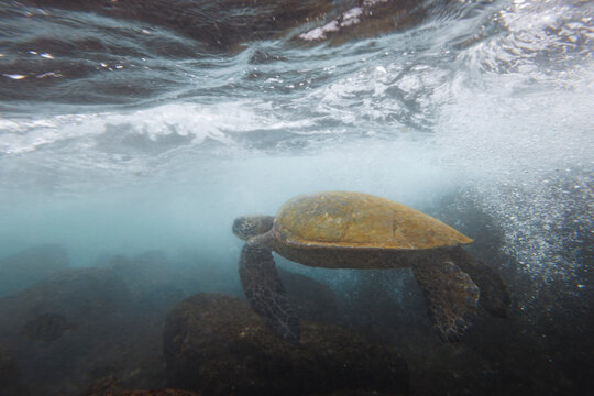 Green Sea Turtle