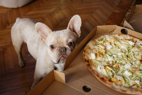 French bulldog beside open pizza boxes