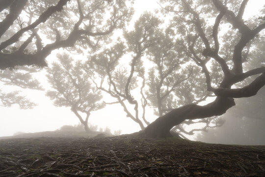 Twisted tree canopy above forest floor in fog