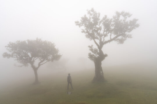 Person in foggy laurel forest Fanal Madeira