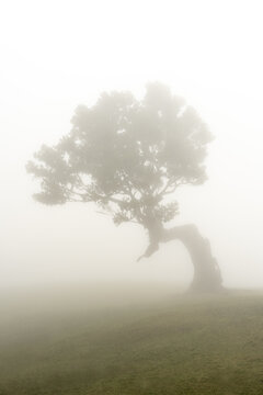 Lone bent laurel tree in thick fog Madeira