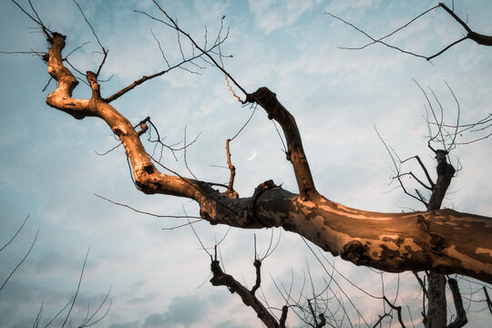 Tree & Moon