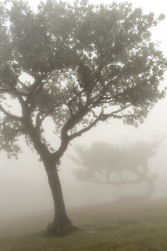 Layered laurel trees fading into fog Madeira