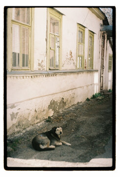 Film Photo &ndash; Stray Dog Resting by Weathered Building