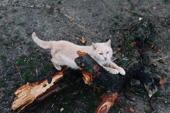Village cat stretching on fallen tree branch