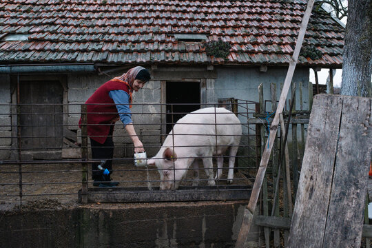 Woman feeding pig beside old farmhouse pen