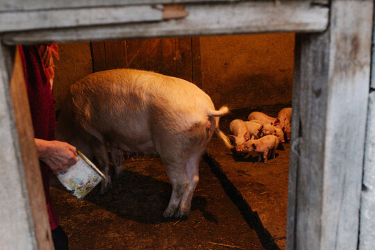 Piglets beside sow in dim farm stall