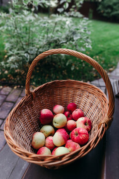 Gathering Fresh Apples in a Rustic Wicker Basket