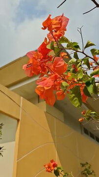 Orange Bougainvillea Flowers on Modern Building Wall