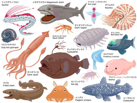 深海生物のイラストセット