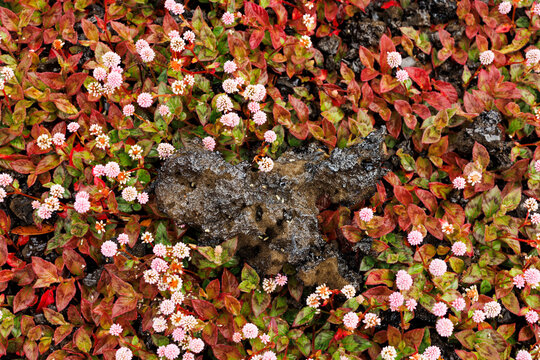 Tephra Block in Pink Knotweed