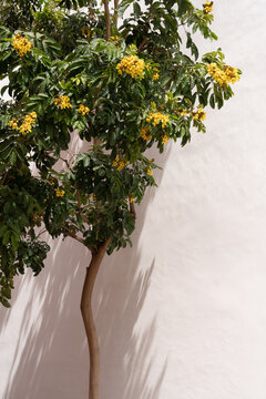 Tropical tree with yellow flowers casting shadows on white wall