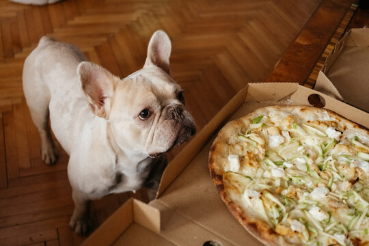 French bulldog watching pizza on table