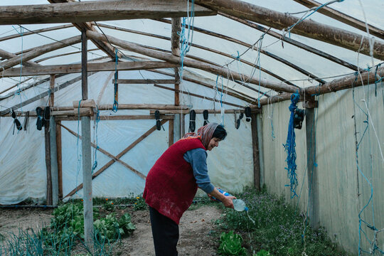 Woman watering vegetables inside rural greenhouse