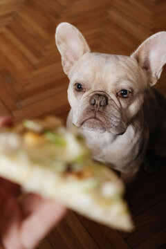 French bulldog staring at pizza slice