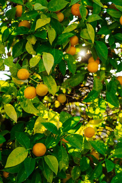 Ripe lemons growing on a tree