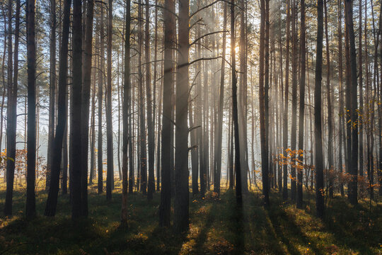 Sunbeams Through Pine Forest