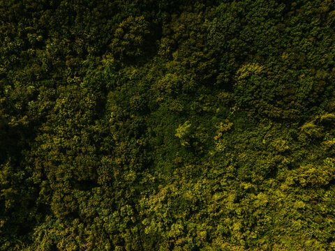 Aerial view of dense tropical forest canopy
