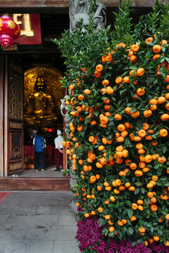 Vibrant Orange Trees Welcome Visitors at a Serene Buddhist Temple